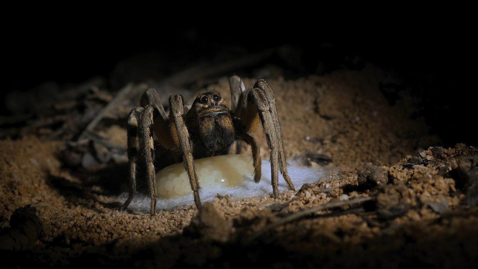 Un licòsid cova els seus ous