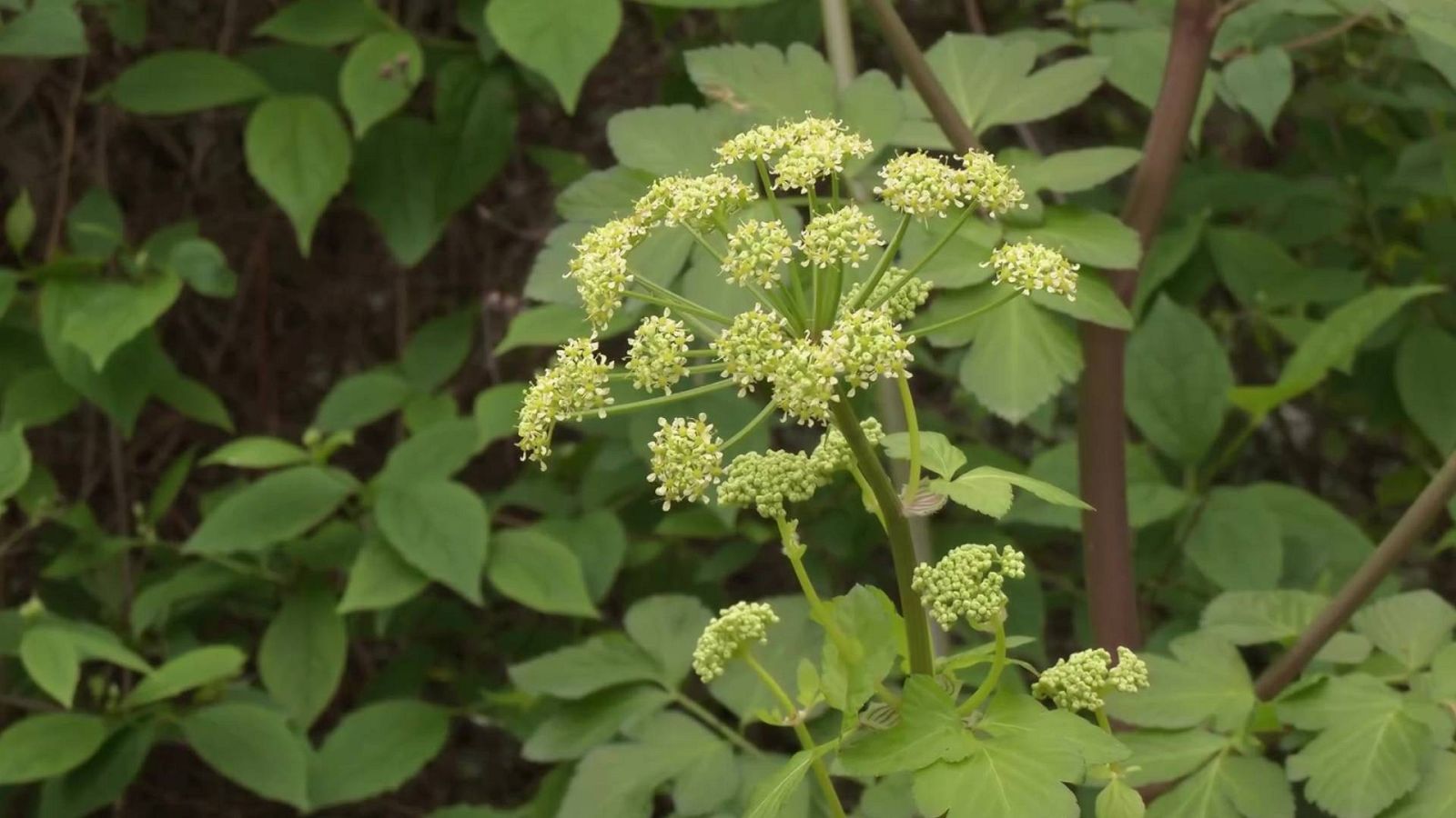 Plantas que atraen la buena suerte y tienen propiedades curativas