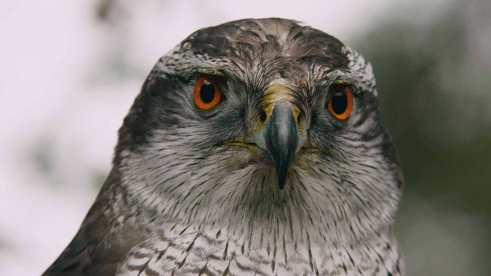 Els astors són molt utilitzats en falconeria