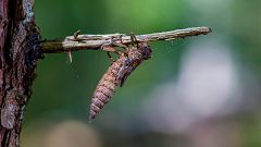 ¿Cómo cazan las ninfas de libélula?