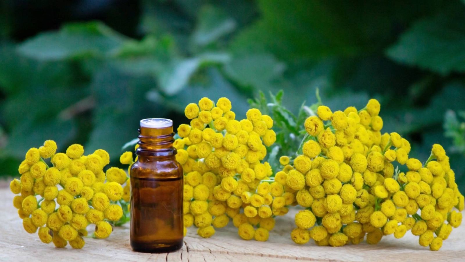Helicrysum o siempreviva, beneficios para la salud y aroma en nuestros platos
