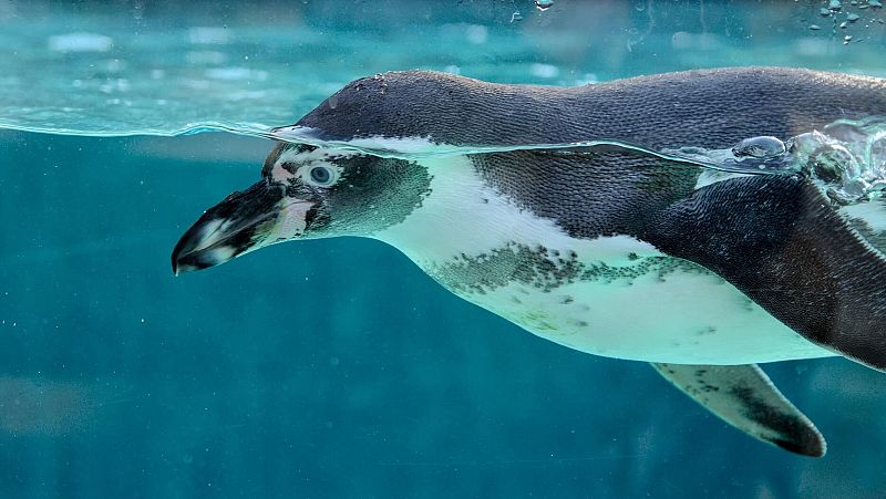 Investigan la muerte en las últimas semanas de cientos de pingüinos en la costa de Nueva Zelanda