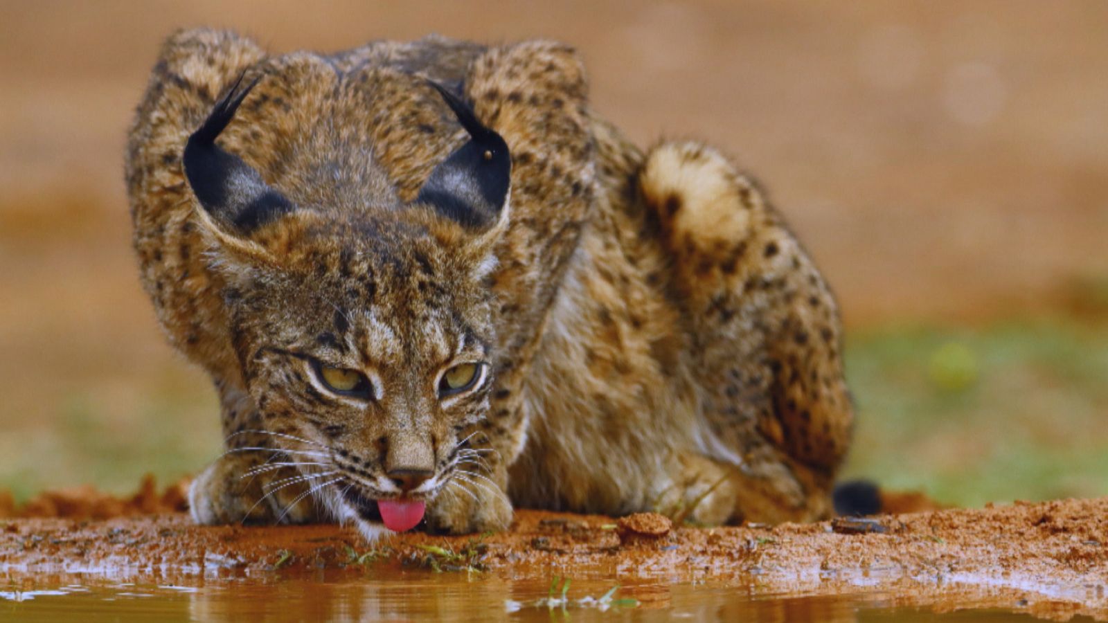Lince en la finca Peñalajo, Ciudad Real