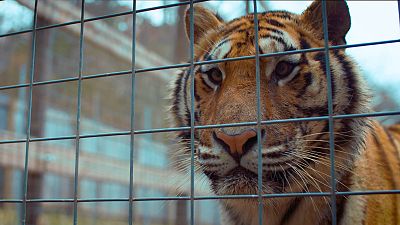 'Stop trfico de animales', en 'La noche temtica'