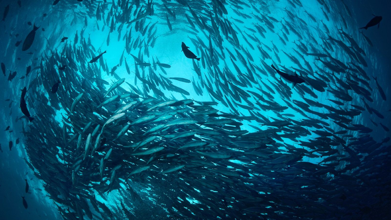 La estrategia detrás de los cardúmenes o bancos de peces