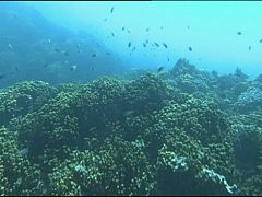 A CE veta a pesca de fondo en 94 áreas de ecosistemas vulnerables en augas de España, Francia, Irlanda e Portugal
