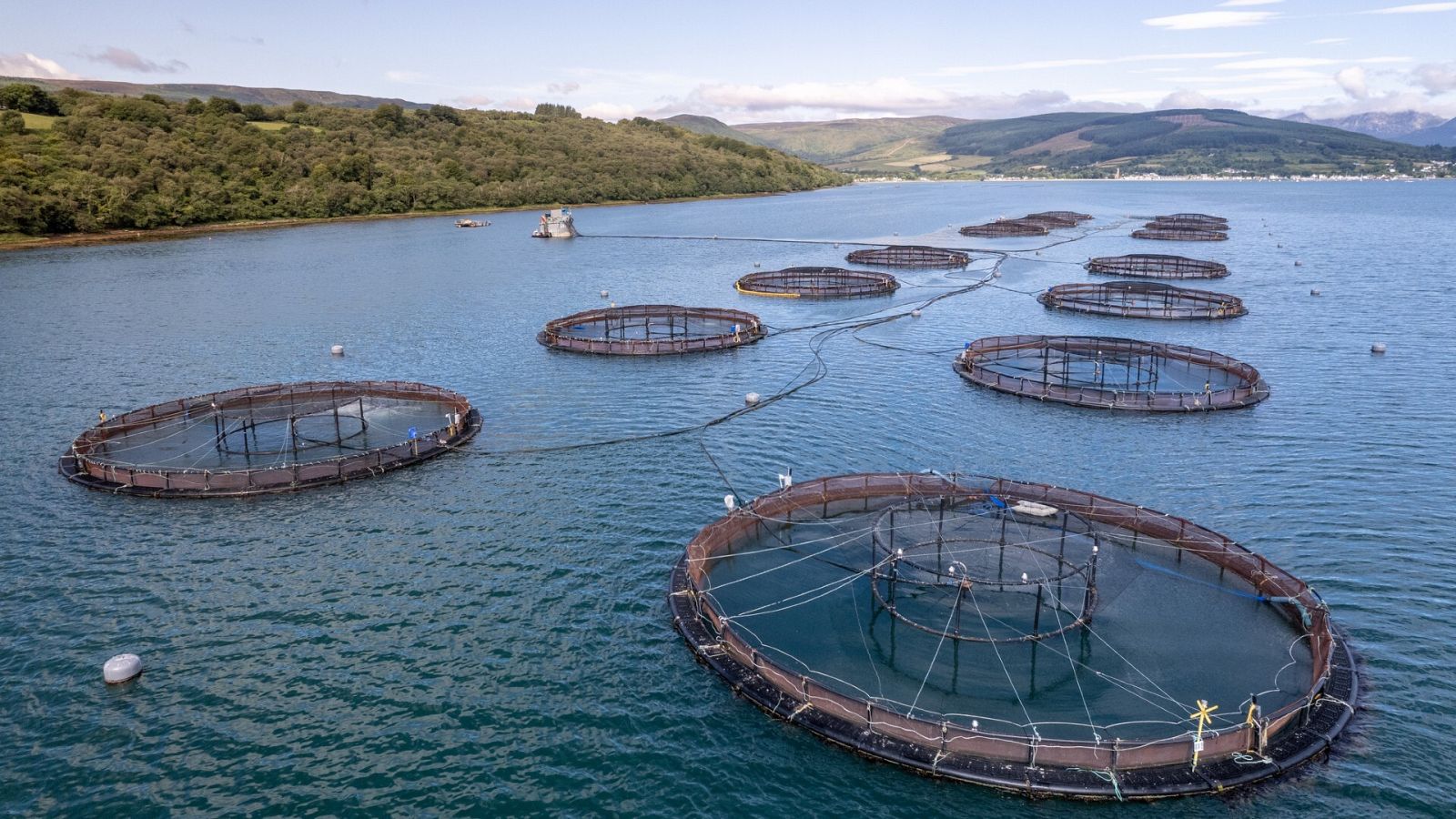 ¿Están contentos los peces de piscifactoría?