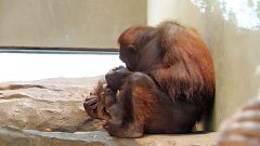 Nace una orangutana de Borneo en el Zoo de Barcelona