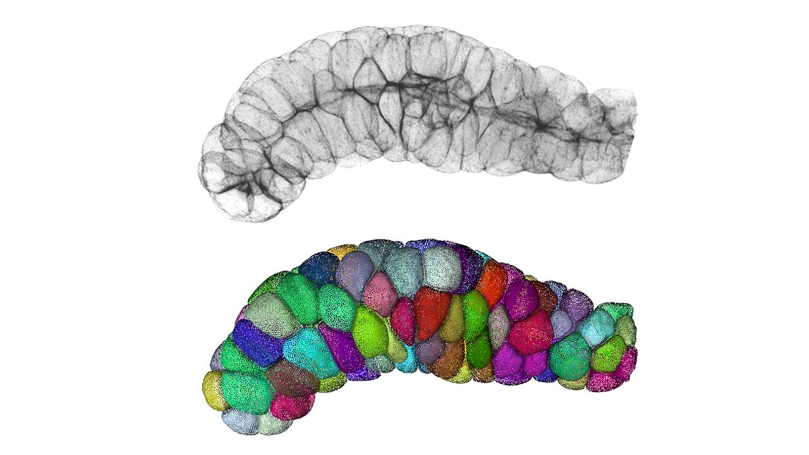 Tejido donde las células epiteliales forman un tubo