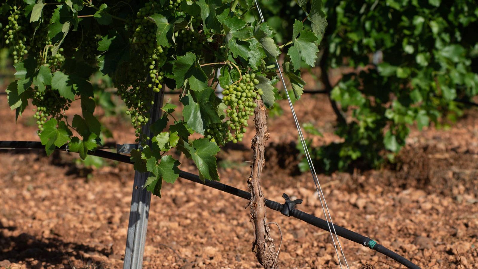 Vista de una vid en un terreno de Ciudad Real
