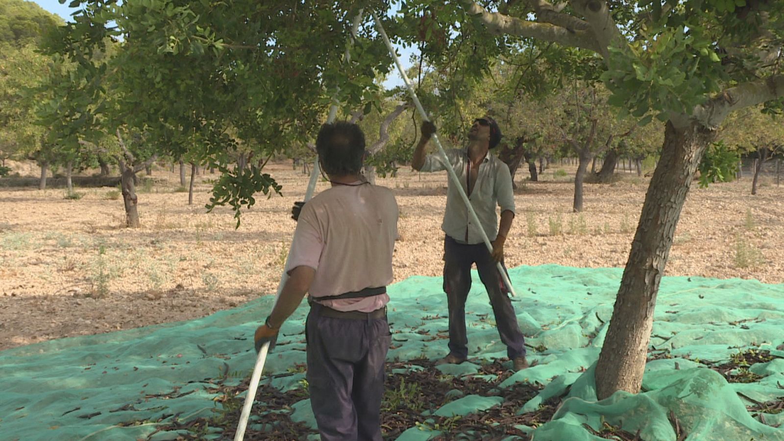 La campanya, a punt de començar, serà més curta però més rendible