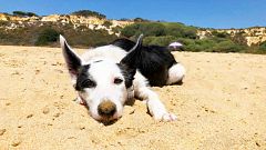 ¿Es verdad que los perros solo ven en blanco y negro?
