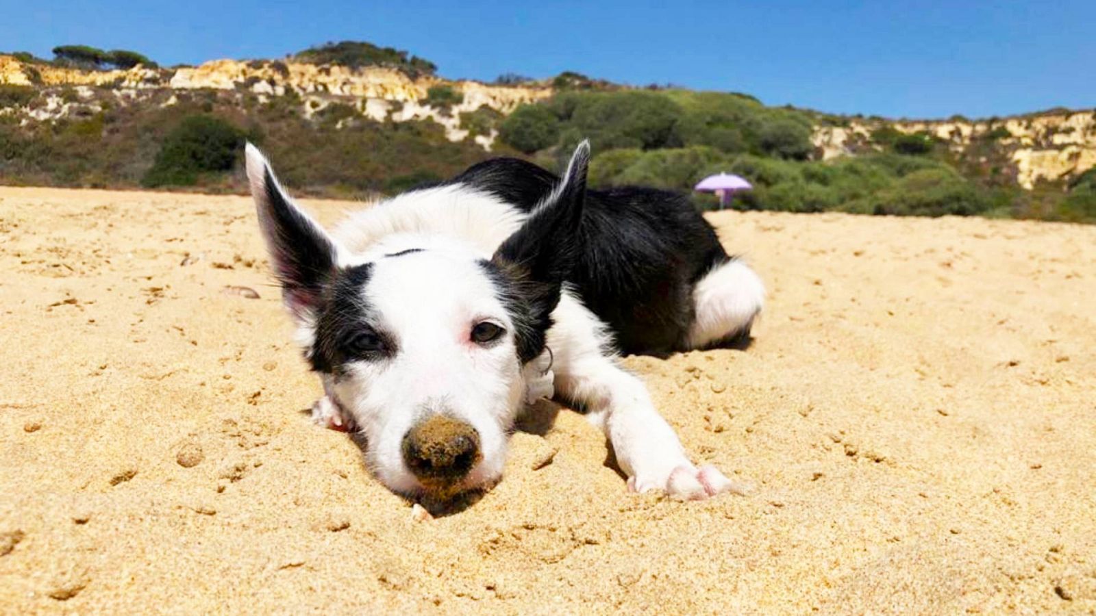 ¿Es verdad que los perros solo ven en blanco y negro?