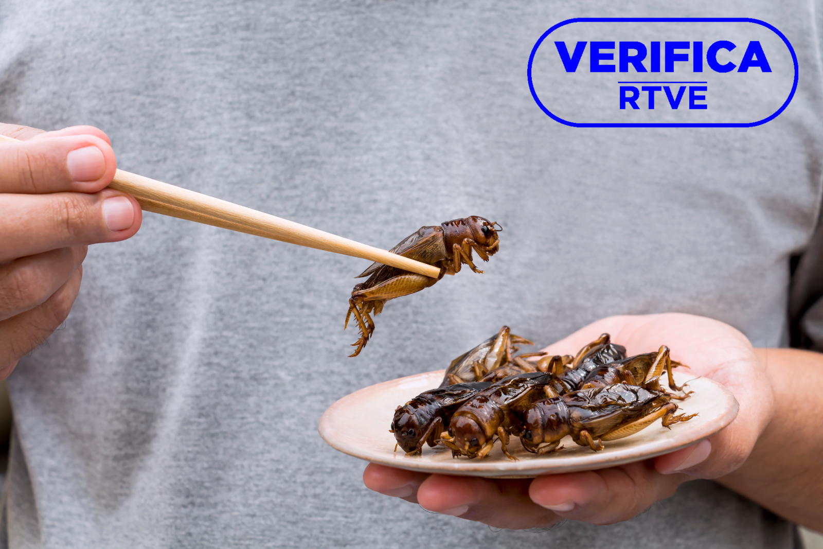 Insectos comestibles: beneficios, riesgos y dónde comprarlos