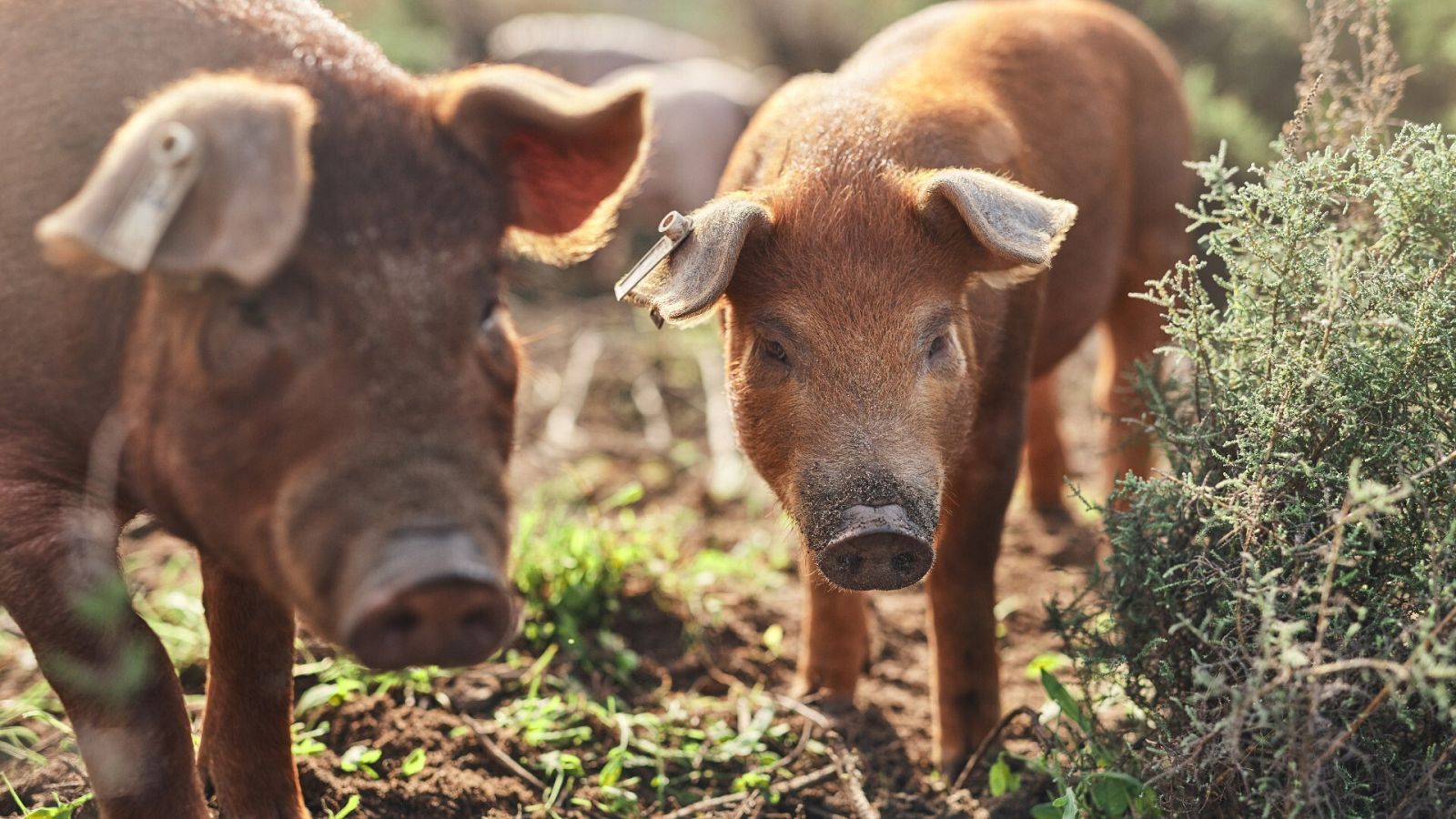 Un experimento en Estados Unidos revierte la muerte celular de los órganos de cerdos muertos