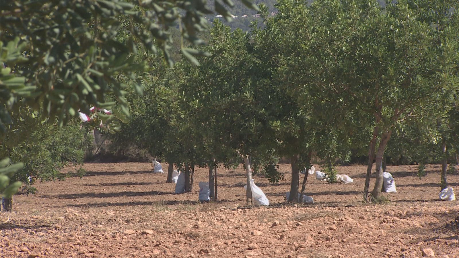 ctv-rvj-garroves frame 1756