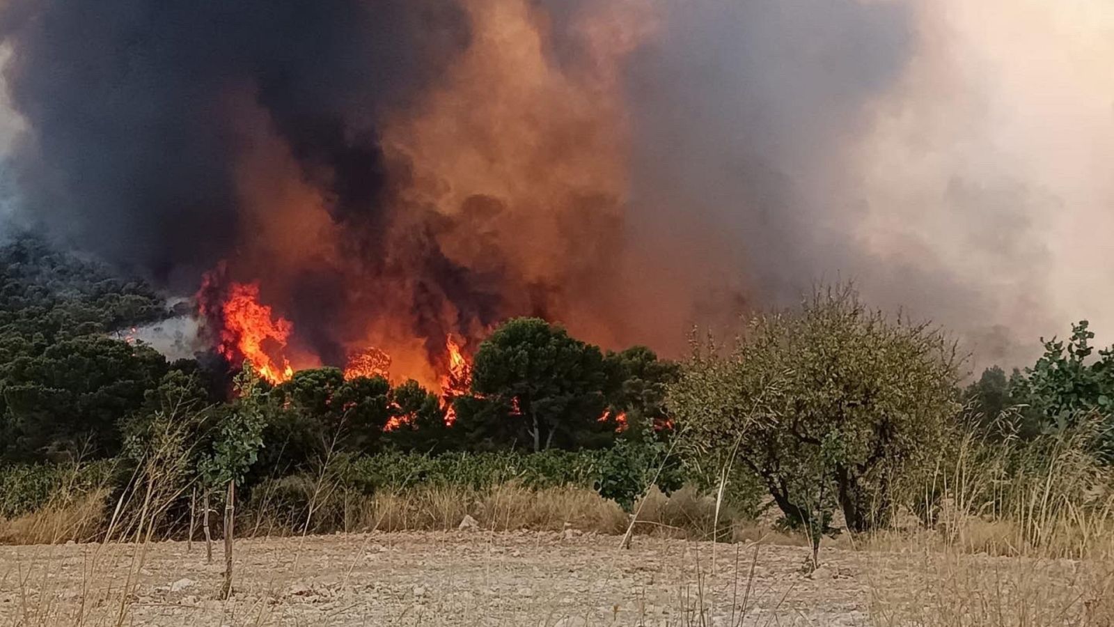 Las llamas queman Sierra Larga en Jumilla, Murcia