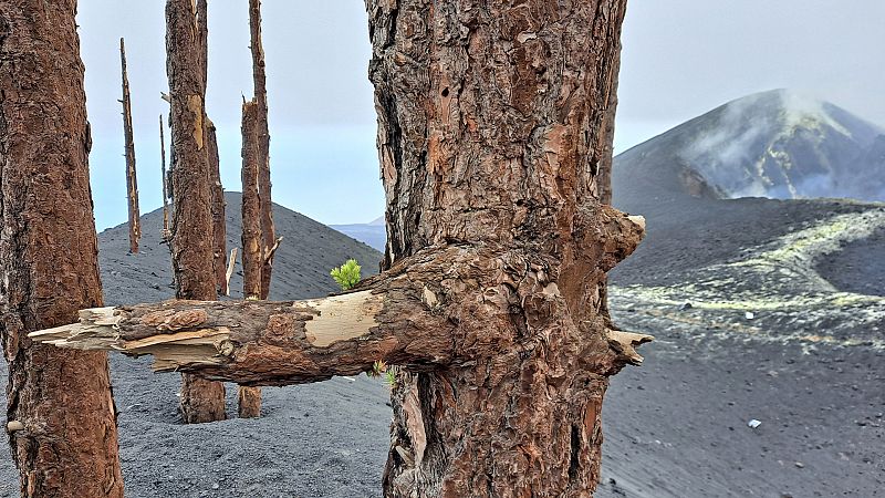 Un volcn, otra isla: negocios cerrados, alquileres disparados y daos psicolgicos un ao despus de la erupcin