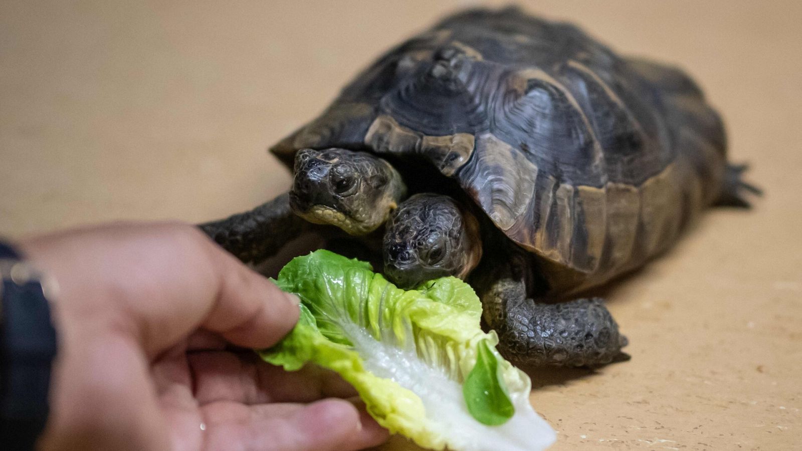 Janus comiendo lechuga