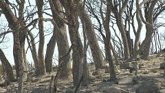 Ganadería extensiva contra los incendios
