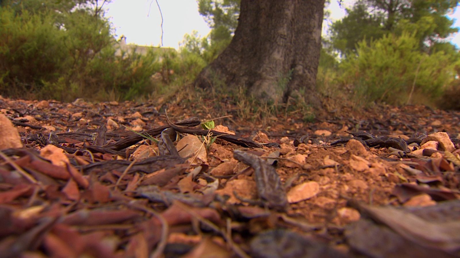 Algarroba en el campo de Catadau