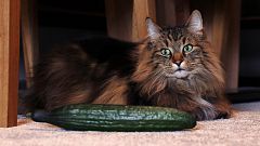 ¿Por qué a los gatos les asustan los pepinos?