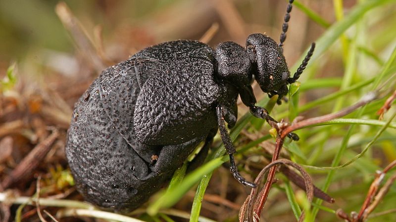 Descubren una nueva especie de escarabajo en España