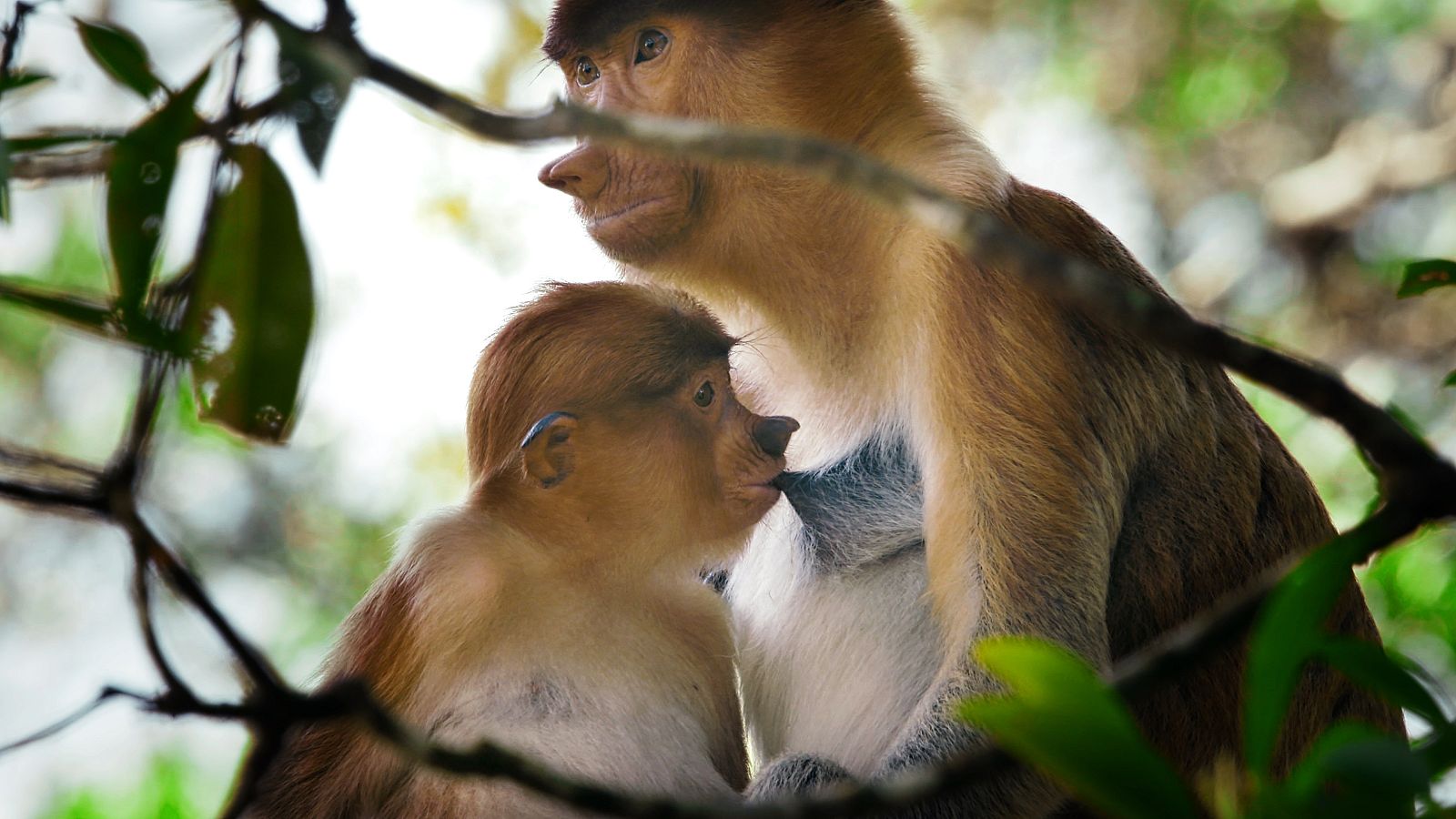 Una cria de nassut mamant