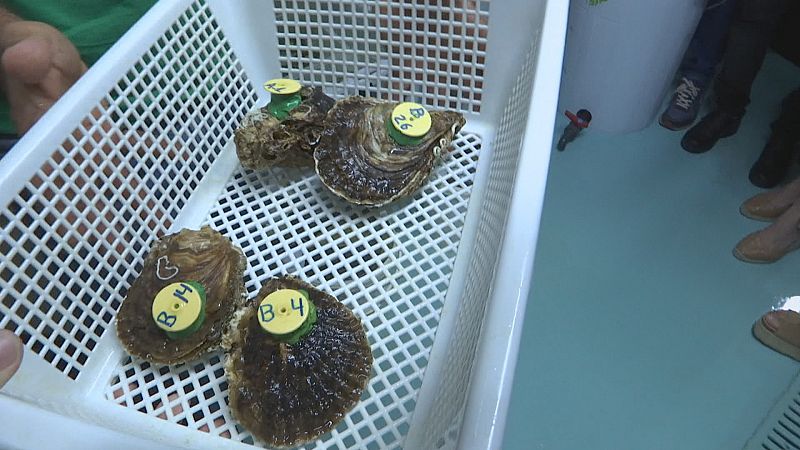 Cultivo de ostras para limpiar el Mar Menor