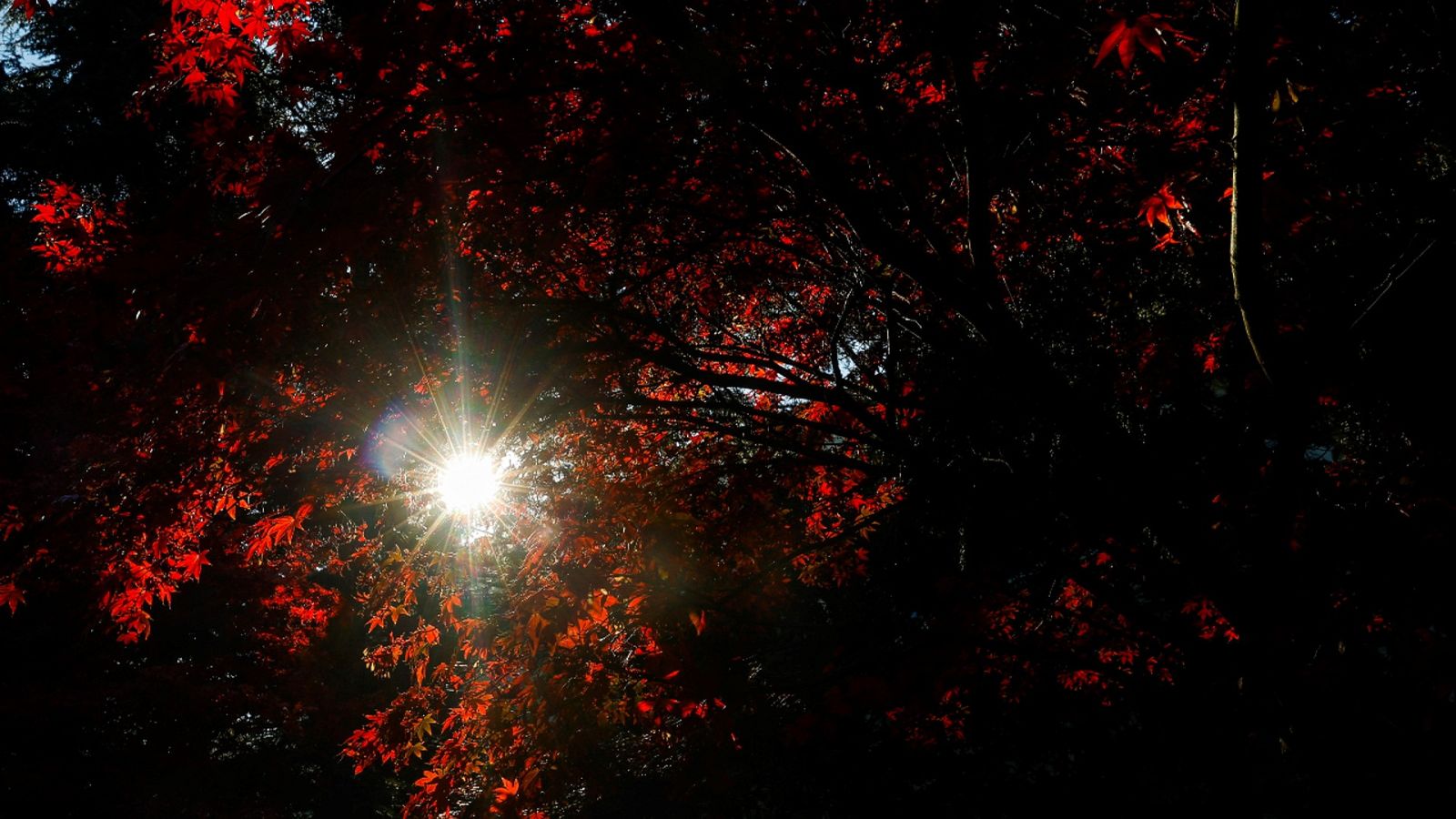 Imagen de un arce con sus hojas en tonos marrones, rojizos y anaranjados.