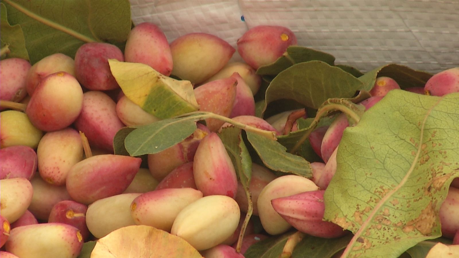 Primeros pistachos de la temporada