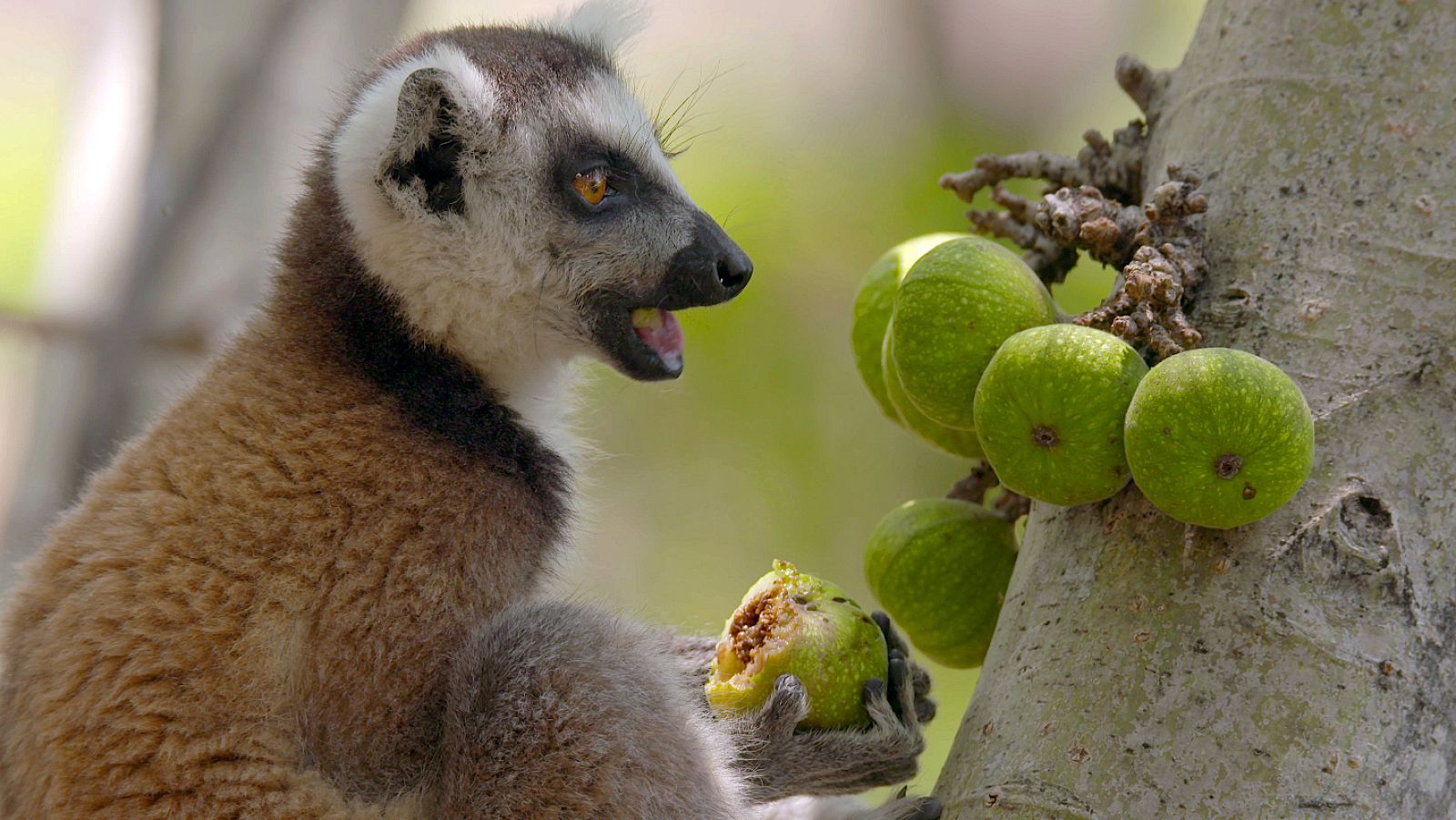 Lèmur de Madagascar