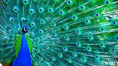 ¿Por qué hay animales de color azul en la naturaleza?