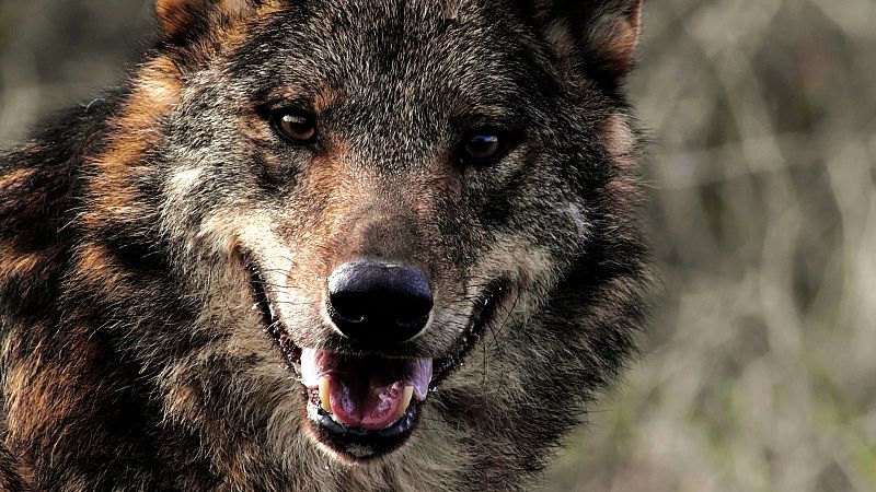 El lobo ibérico: 7 datos curiosos
