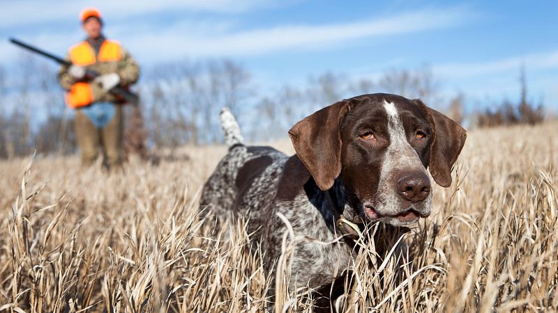Los perros de caza, el centro de la polémica en la futura Ley de Bienestar Animal