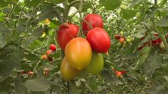 ¿Por qué el tomate ya no sabe a tomate?
