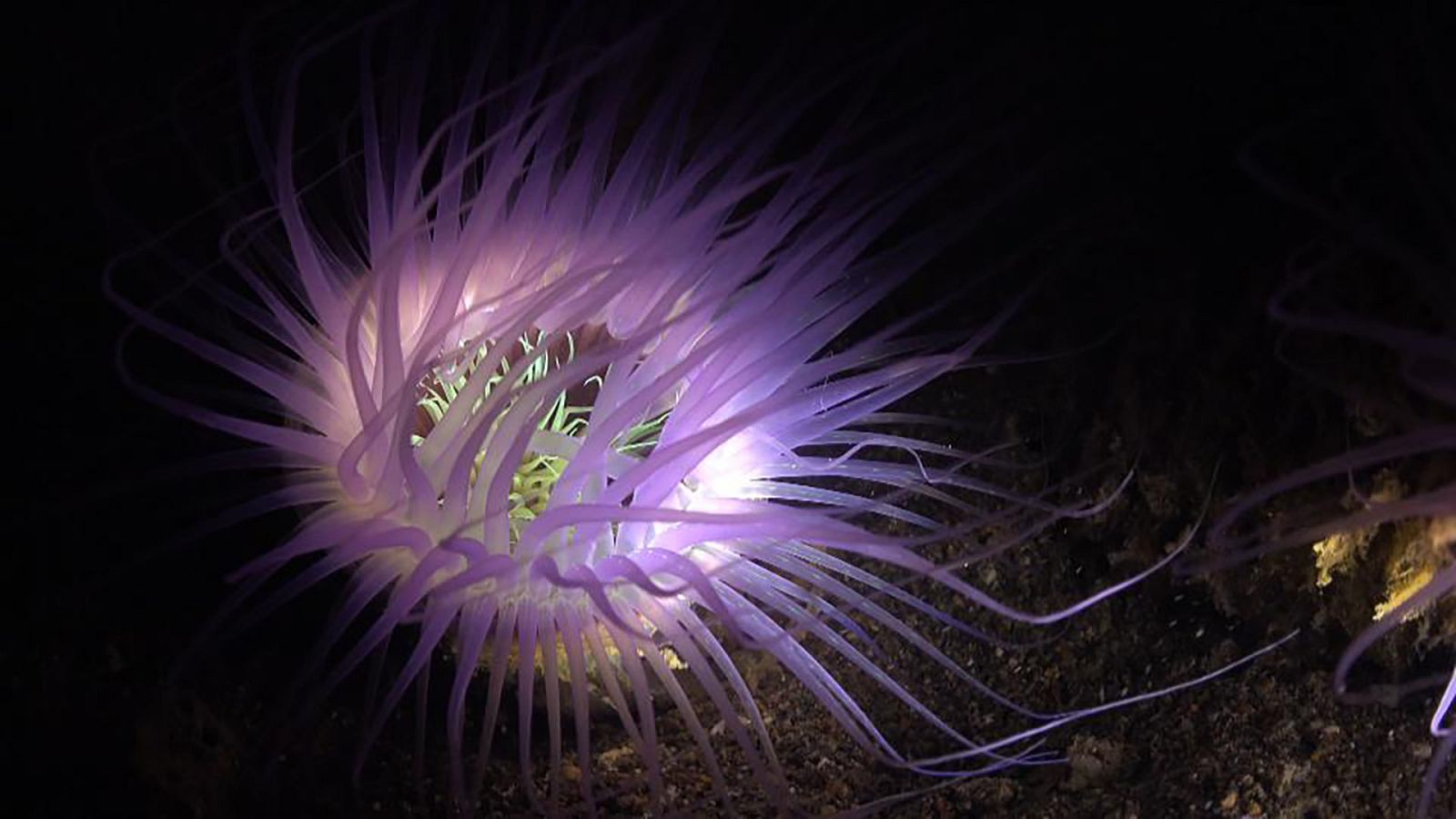 Los océanos están llenos de animales bioluminiscentes