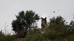 7 datos curiosos sobre los lobos que te van a sorprender