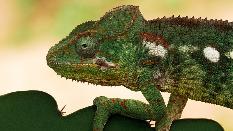 El camale�n: un esp�a sin secretos