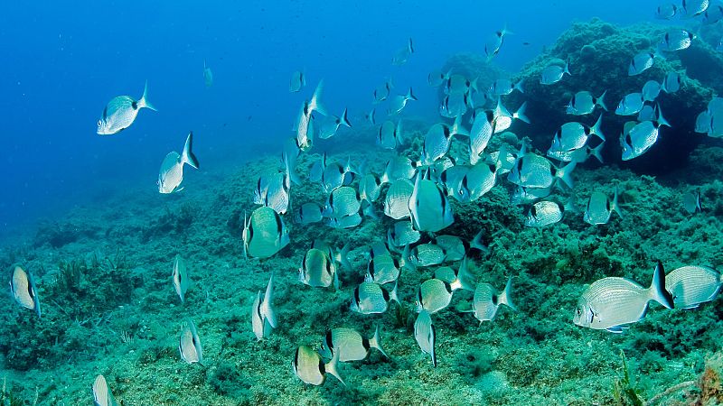 Los conflictos econ�micos y medioambientales en torno a la Reserva Marina de Inter�s Pesquero de Conil en C�diz