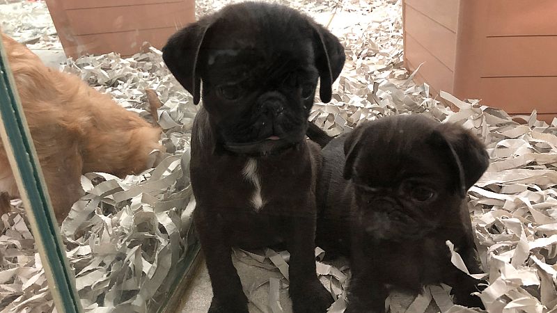 �Por qu� la sociedad empatiza tanto con los animales de compa��a?