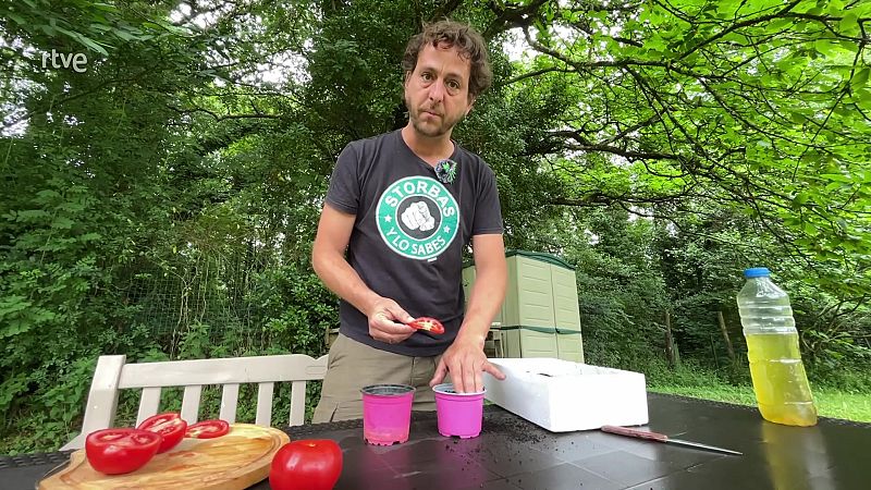 Germina tom�quets en cinc dies