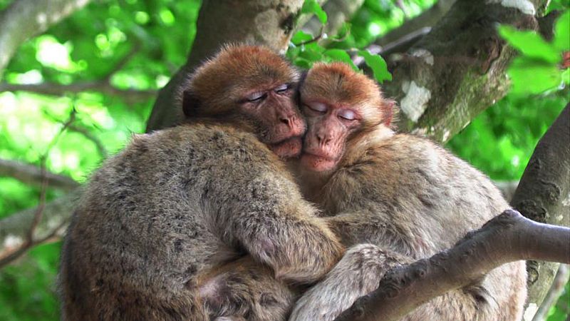 La monogamia en la naturaleza, un hecho desconocido