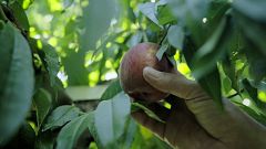 De Lleida a tot el món: la fruita de pinyol d'Alcarràs