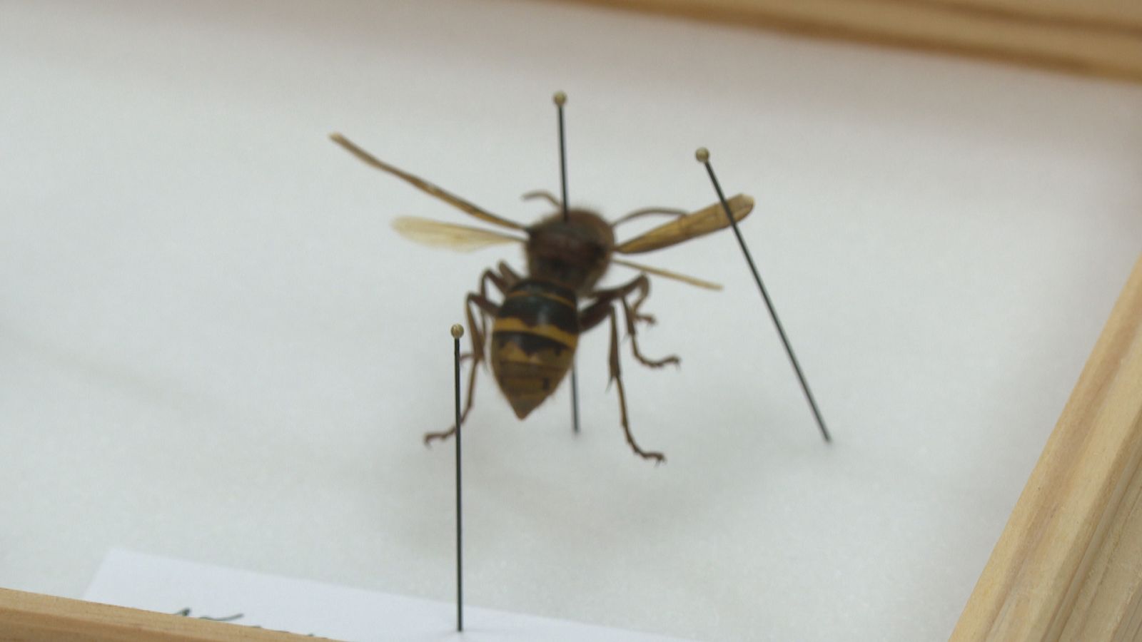 Detectat per primera vegada a les Balears la presència de la vespa carnissera