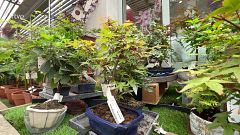 Com cuidar un bonsai i no morir en l'intent?