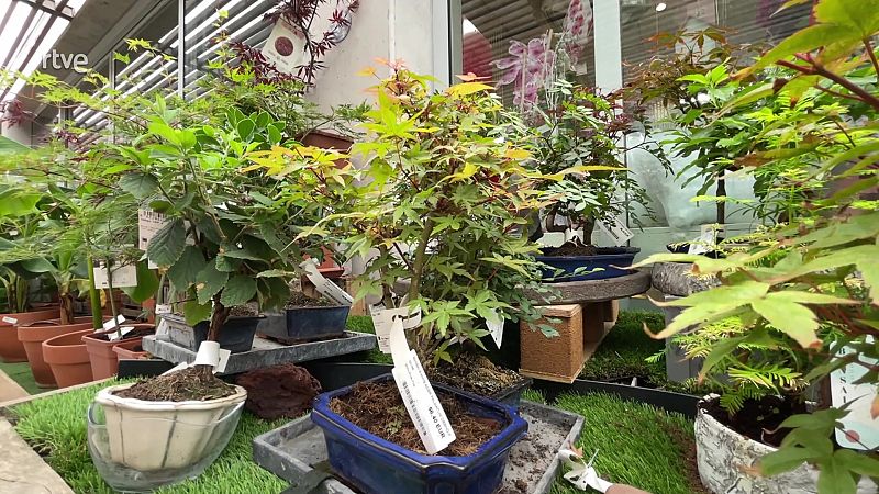 Com cuidar un bonsai i no morir en l'intent? 