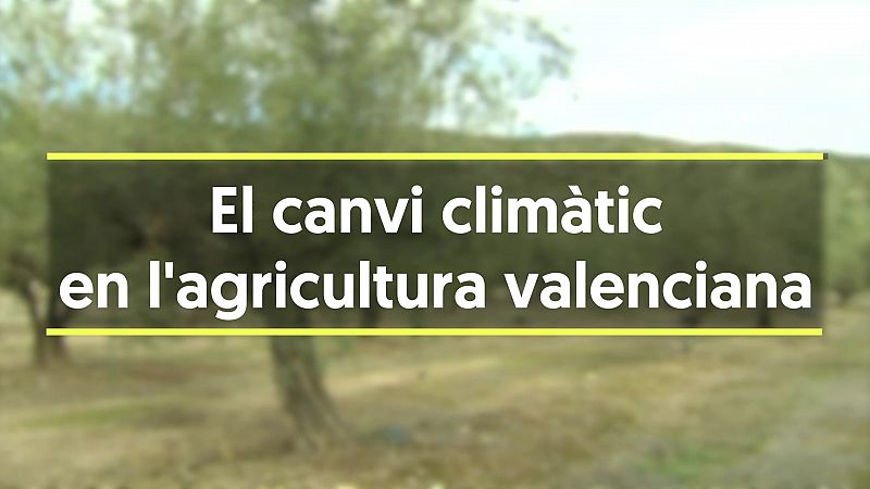 El canvi climtic afecta directament la collita de l'oliva