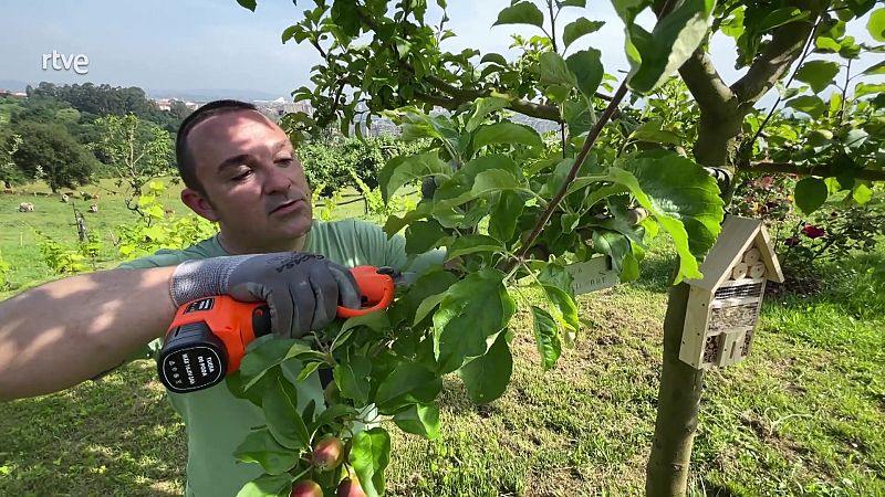 Com acabar amb els xucladors de les nostres plantes?