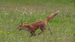 ¿Por qué nos parece triste el aullido del lobo?